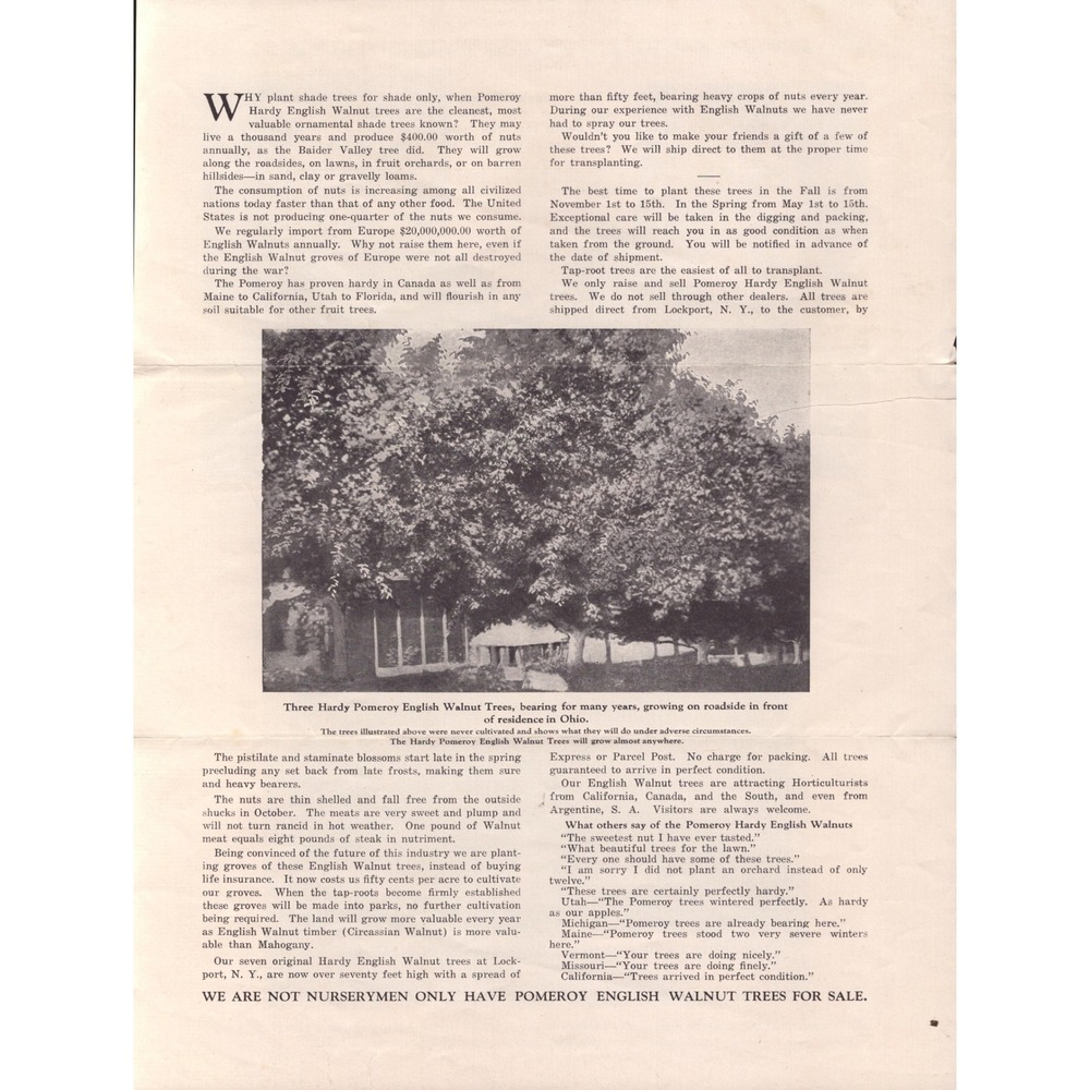 Vintage 1920s Pomeroy English Walnut Farms Lockport NY Tri-Fold Brochure Ad - Picture 4 of 6